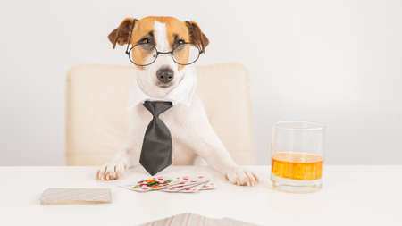 Jack russell terrier dog with glasses and a tie drinks whiskey and plays poker. Addiction to gambling card games. little one.の写真素材