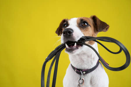 The dog is holding a leash on a yellow background. Jack Russell Terrier calls the owner for a walk.の写真素材