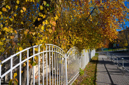Autumn landscape. Trees with yellow leavesの写真素材