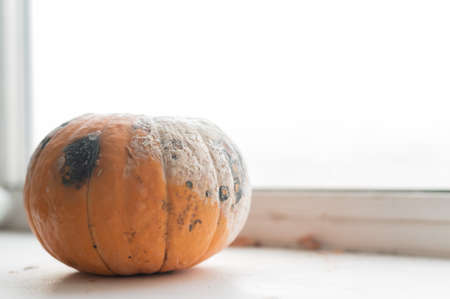 Close-up of a spoiled pumpkin in mold on a windowsillの写真素材