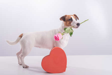 A cute little dog sits next to a heart-shaped box and holds a pink rose in his mouth on a white background. Valentines day giftの写真素材