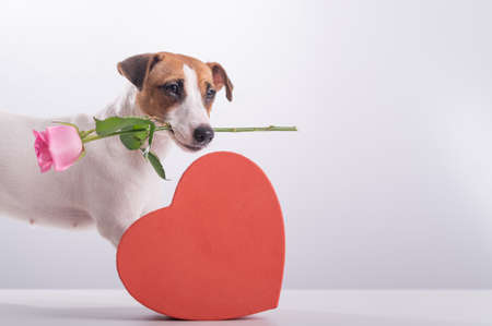 A cute little dog sits next to a heart-shaped box and holds a pink rose in his mouth on a white background. Valentines day giftの写真素材