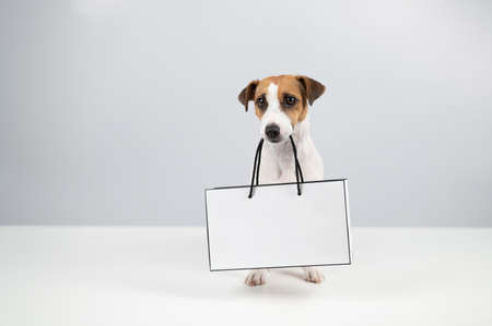 Jack russell terrier dog holding a paper bag on a white background. Shopping.の写真素材