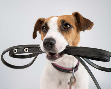 Jack russell terrier dog holding a leash on a white background.の写真素材
