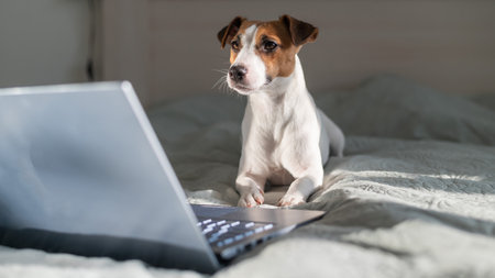 Smart dog jack russell terrier lies on the bed by the laptop.の写真素材