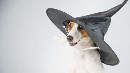 Jack russell terrier dog in witch hat holding chicken paw for casting spells on white background.