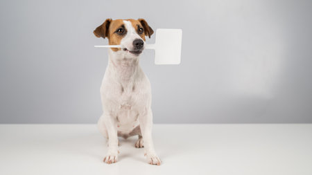 Jack Russell Terrier holds a sign in his mouth on a white background. The dog is holding a mock ad.の写真素材