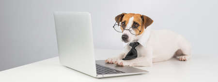 Jack russell terrier dog in glasses and tie works on laptop on white background.の写真素材