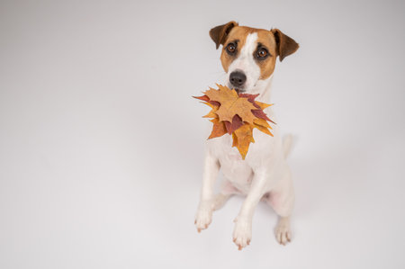 The dog is holding a bunch of maple leaves on a white background.の写真素材