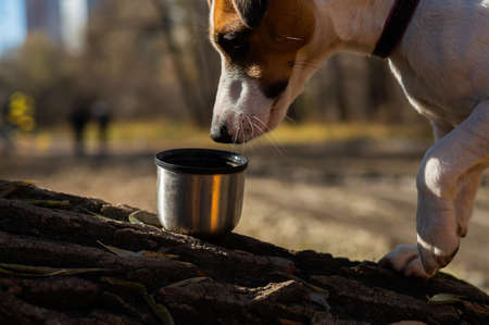 Dog jack russell terrier drinks from a mug while walking in the autumn forest.