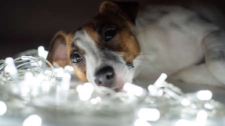 Jack russell terrier dog on a garland on christmas eveの写真素材