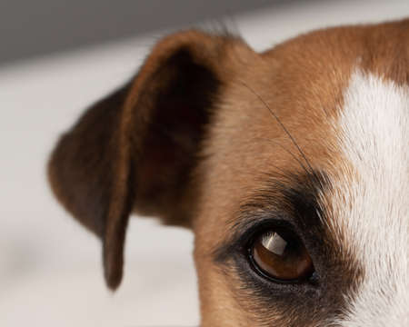 Cropped portrait of dog jack russell terrier.の写真素材
