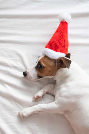 Jack russell terrier dog in santa claus hat lies on a white sheet. Christmas greeting cardの写真素材