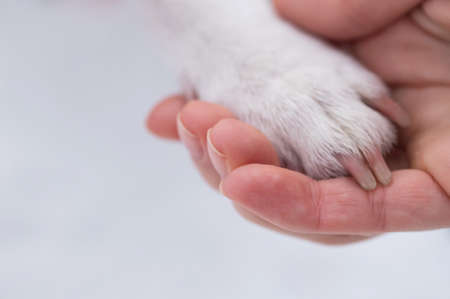 Close-up of a woman holding a dog by the paw.の写真素材