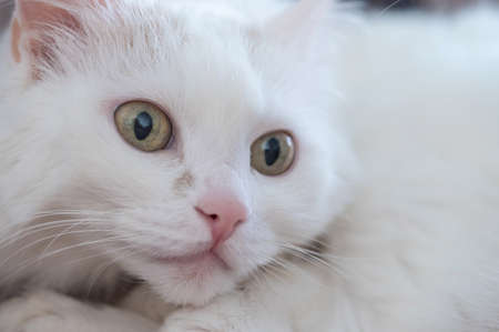 Close-up of a white fluffy cat. Macro.の写真素材