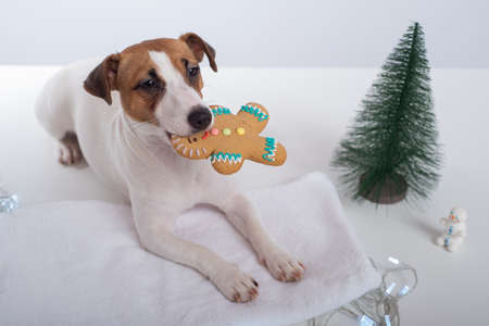 Jack russell terrier dog holds a christmas cookie in his mouth