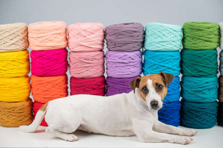 Jack russell terrier dog near multi-colored cotton yarn. The assortment of the store for needlework.の写真素材
