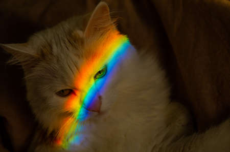 A white fluffy cat lies in the bedroom with a rainbow on its face.の写真素材