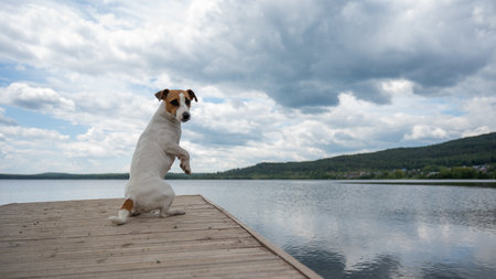Sad dog jack russell terrier sits alone on the pier by the lake.