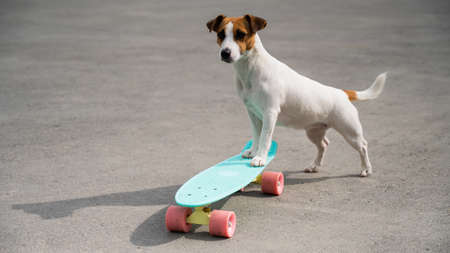 Jack russell terrier dog rides a penny board outdoorsの写真素材