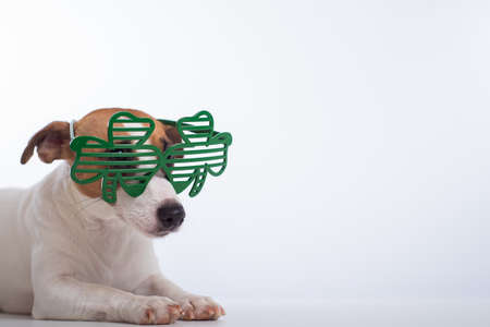 Portrait of a dog jack russell terrier in funny glasses on a white background. Saint patricks day...