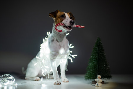 Dog jack russell terrier holding a christmas cane candy in his moutの写真素材
