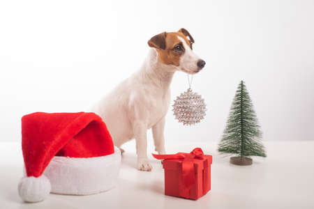 Smart dog jack russell terrier holds a christmas decoration in its mouth on a white backgroundの写真素材