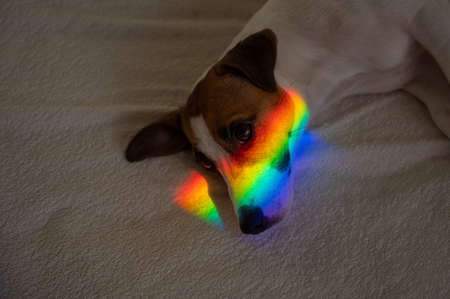 Jack russell terrier dog lies on the bed with rainbow rays on his face.の写真素材