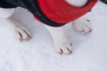 Close-up of dog paws on white snow.