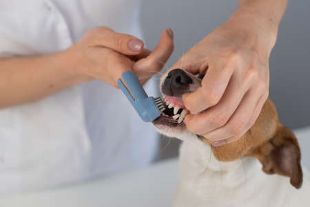 Woman veterinarian brushes the teeth of the dog jack russell terrier with a special brush putting it...