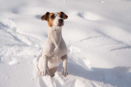 Jack Russell Terrier dog in the snow in winter.の写真素材