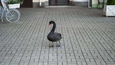 A black swan walks along the sidewalk.の写真素材