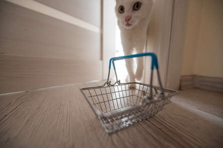 An empty mini shopping trolley stands at the open door. White fluffy cat in the doorway. Concept of online shopping with home delivery.の写真素材