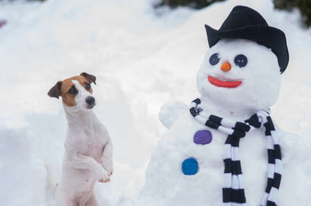 Jack Russell Terrier dog making a snowman. Winter fun.の写真素材