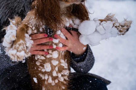 Dog english cocker spaniel in snow skates in winter.