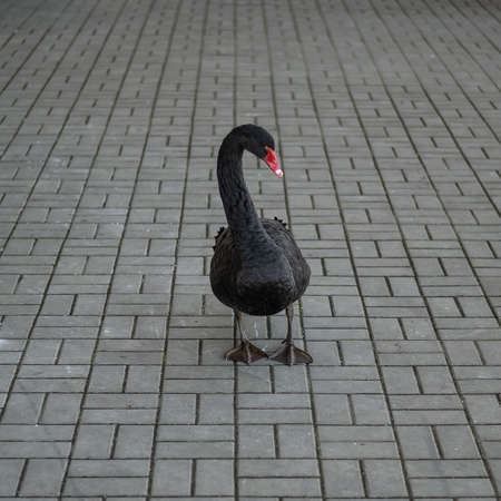 A black swan walks along the sidewalk.の写真素材