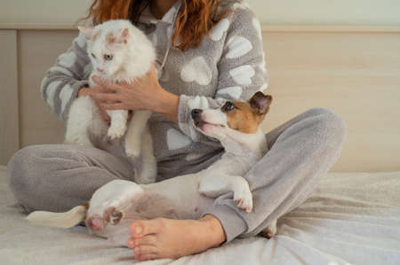 Caucasian woman holding a white fluffy cat and Jack Russell Terrier dog while sitting on the bed. The red-haired girl hugs with pets.の写真素材