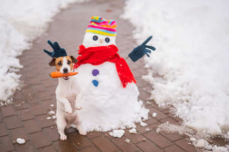 Jack Russell Terrier dog holding a carrot in his mouth for a snowman.の写真素材