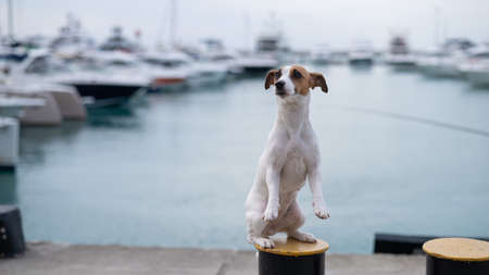 Jack Russell Terrier dog sits on the shore of the harbor. Yacht Club.の写真素材
