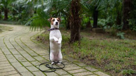Jack Russell Terrier sits alone in the park under a palm tree. A lost dog is waiting for its owner.の写真素材
