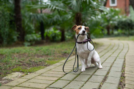 Jack Russell Terrier sits alone in the park under a palm tree. The lost dog is holding a leash and waiting for the owner.の写真素材