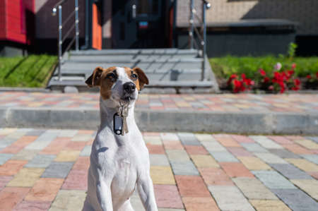 Dog Jack Russell Terrier is sitting at the door holding the keys to the house.