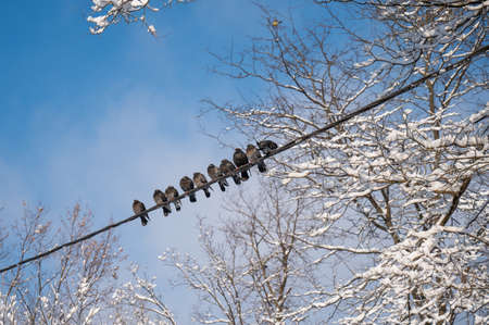 Pigeons sit on wires in winter against the blue sky.の写真素材