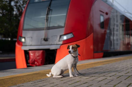 Jack Russell Terrier dog sits alone at the train station outdoors.の写真素材