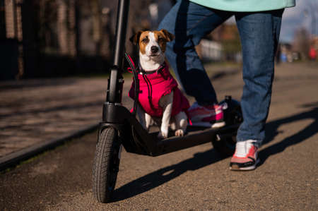 A woman rides an electric scooter around the cottage village with the Dog. Jack Russell Terrier in a pink jacket on a cool autumn day.の写真素材