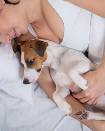 Jack Russell Terrier dog lies in an embrace with the owner in bed.の写真素材