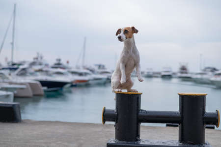 Jack Russell Terrier dog sits on the shore of the harbor. Yacht Club.の写真素材