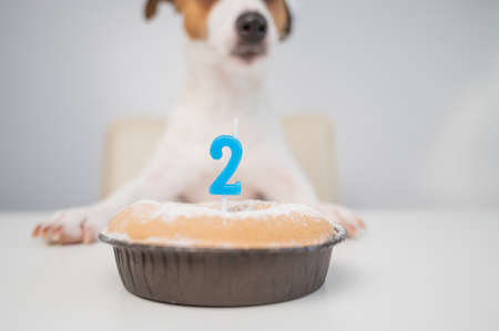 Jack russell terrier in a festive cap by a pie with a candle on a white background. The dog is celebrating its second birthdayの写真素材