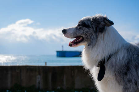 Portrait of a spotted border collie on a walk along the embankment.