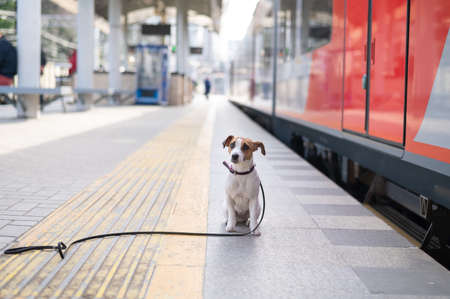 Jack Russell Terrier dog sits alone at the train station outdoors.の写真素材